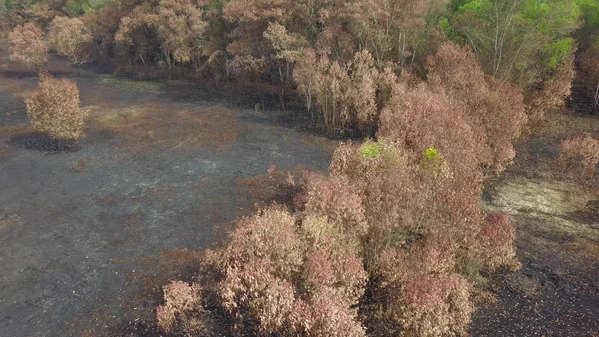 村里的火灾造成了干旱的丛林视频的预览图