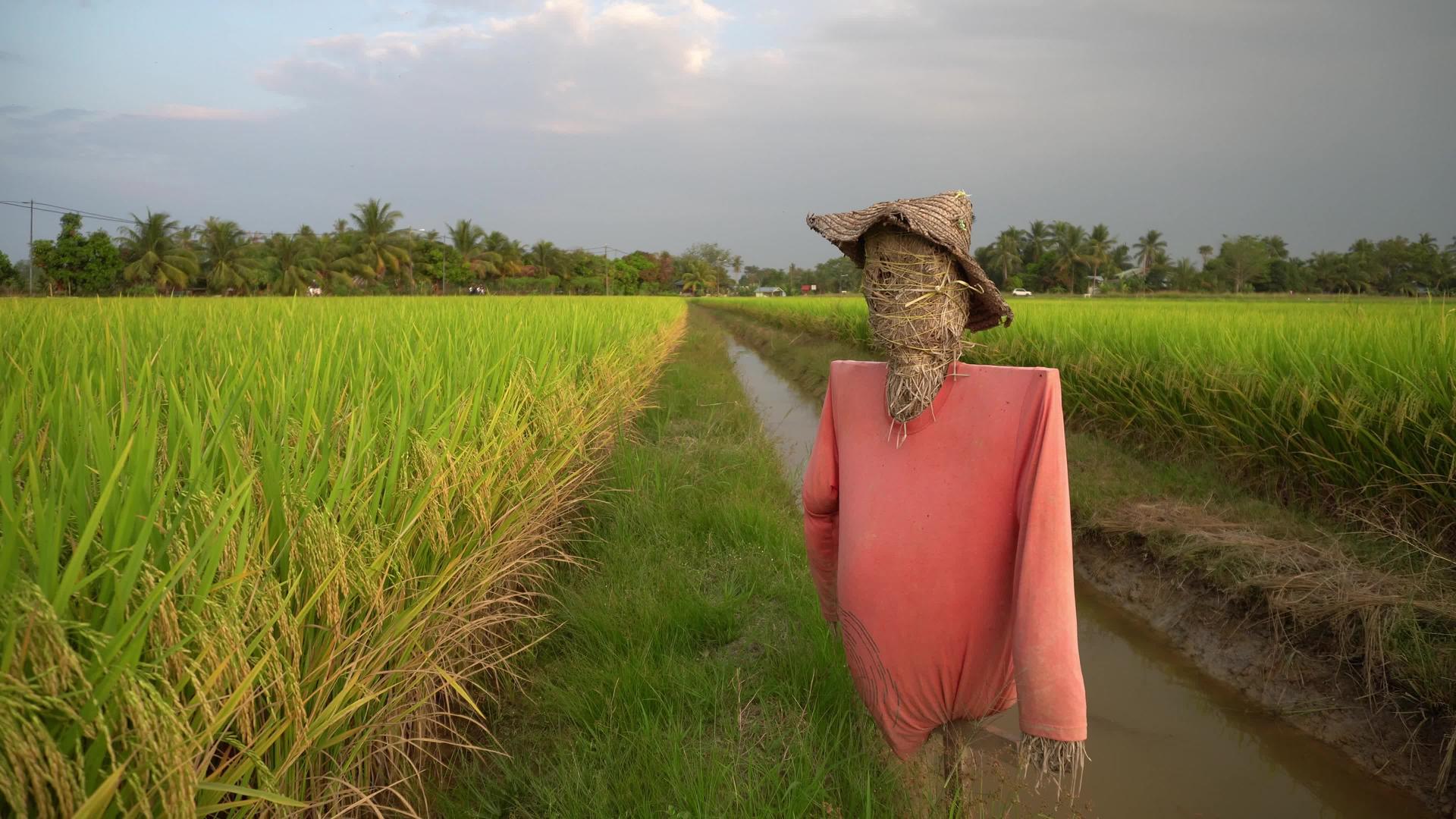 稻草人在稻田里视频的预览图