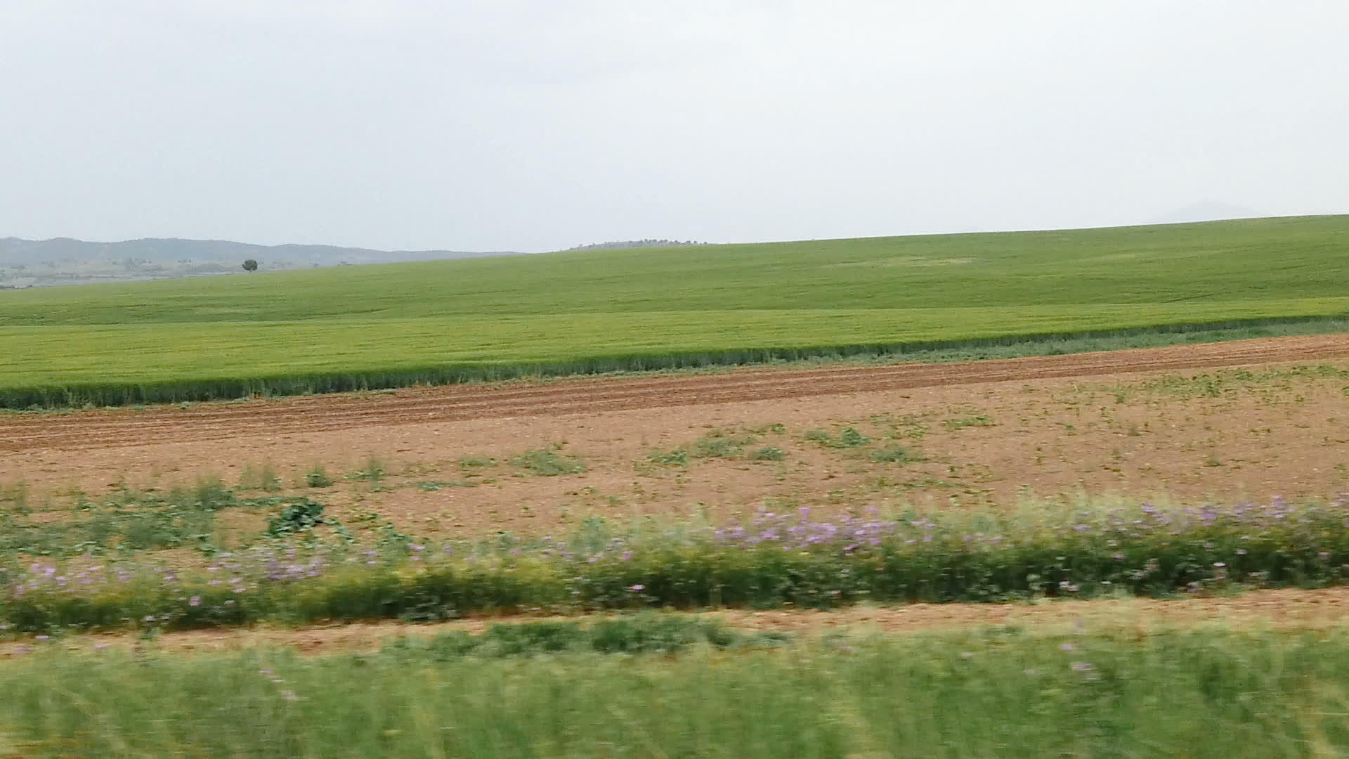 农村农业小麦田地貌汽车驾驶视频的预览图
