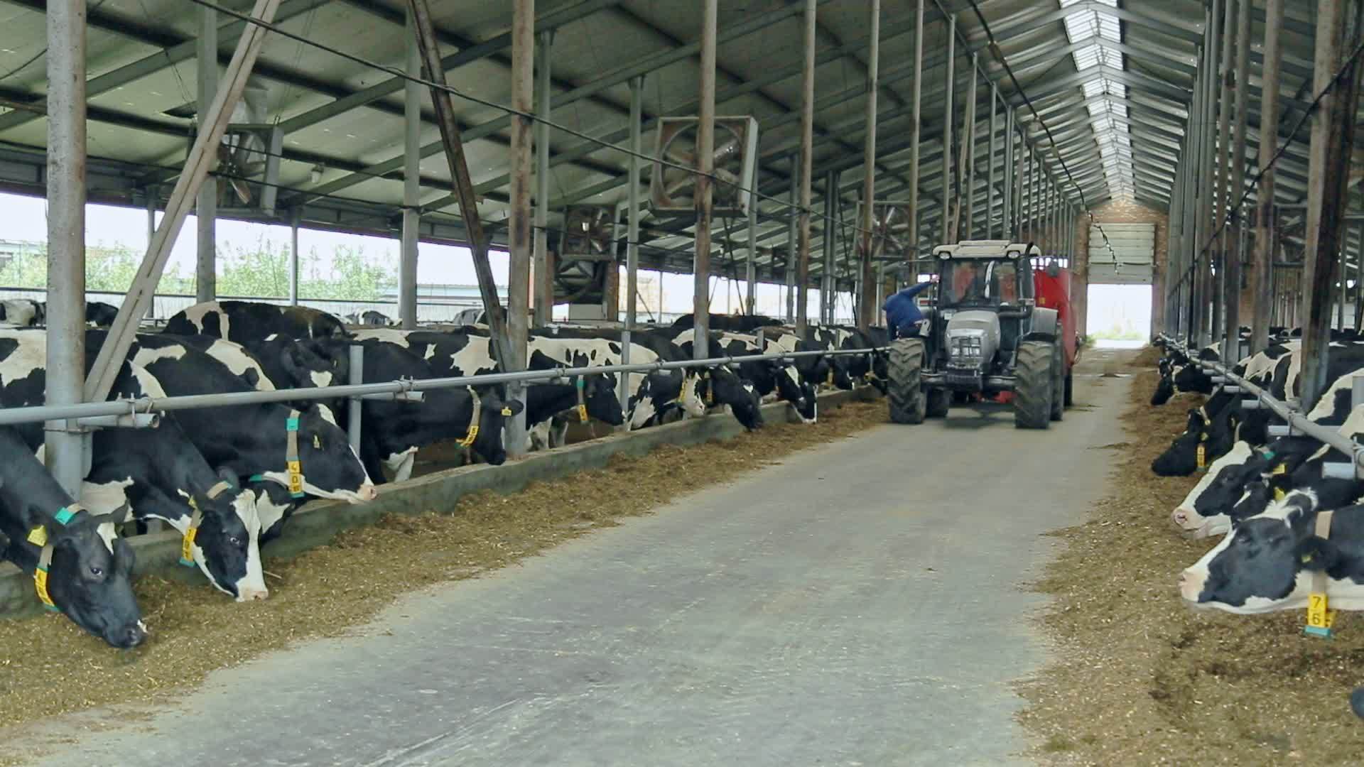 现代畜牧牛奶农场的奶牛群视频的预览图