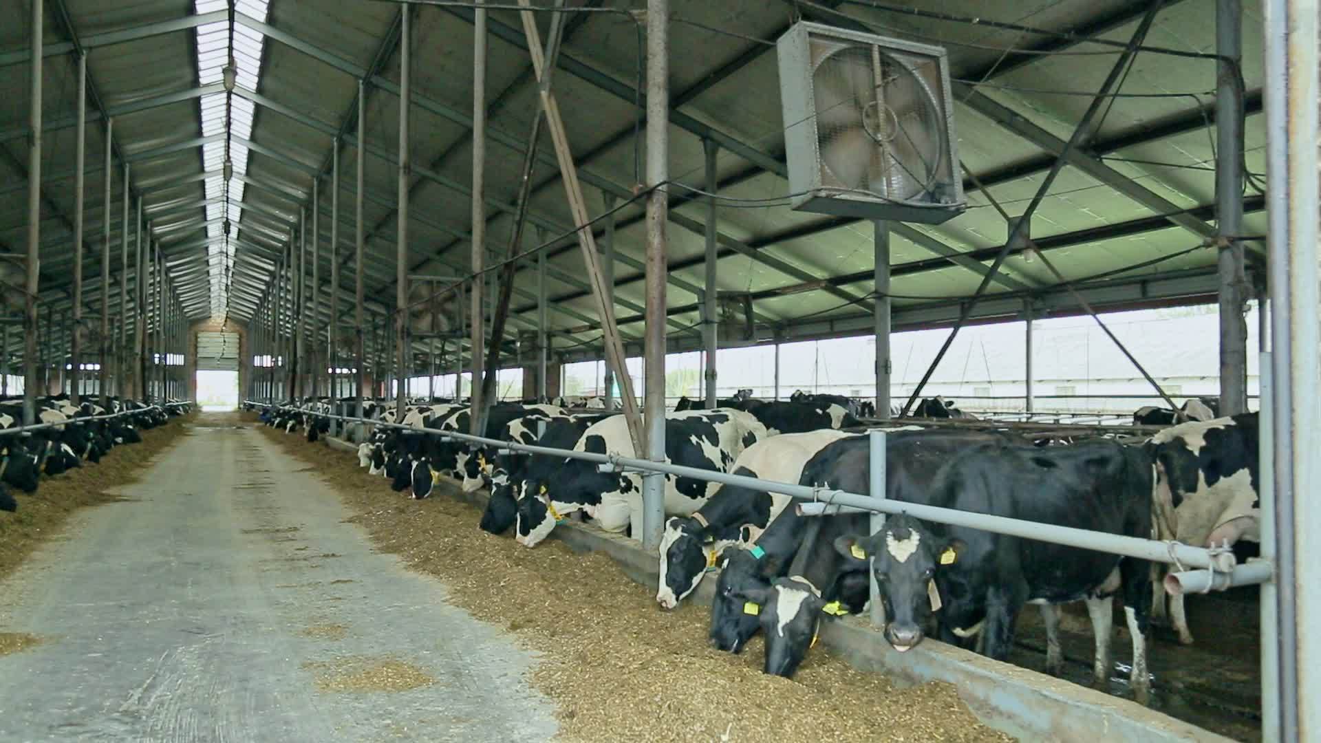 喂奶牛的现代谷仓视频的预览图