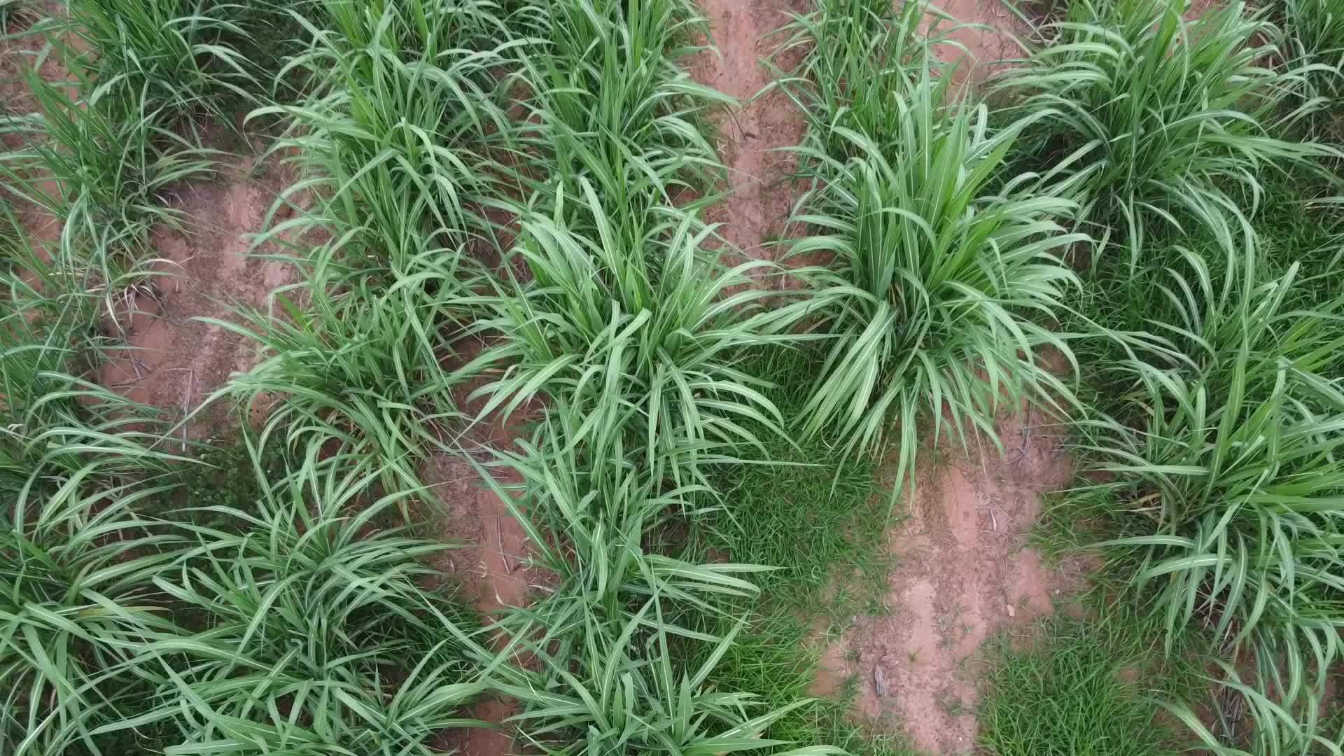 农田上空视频的预览图