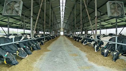 牛在现代牛奶农场的谷仓里吃干草视频的预览图