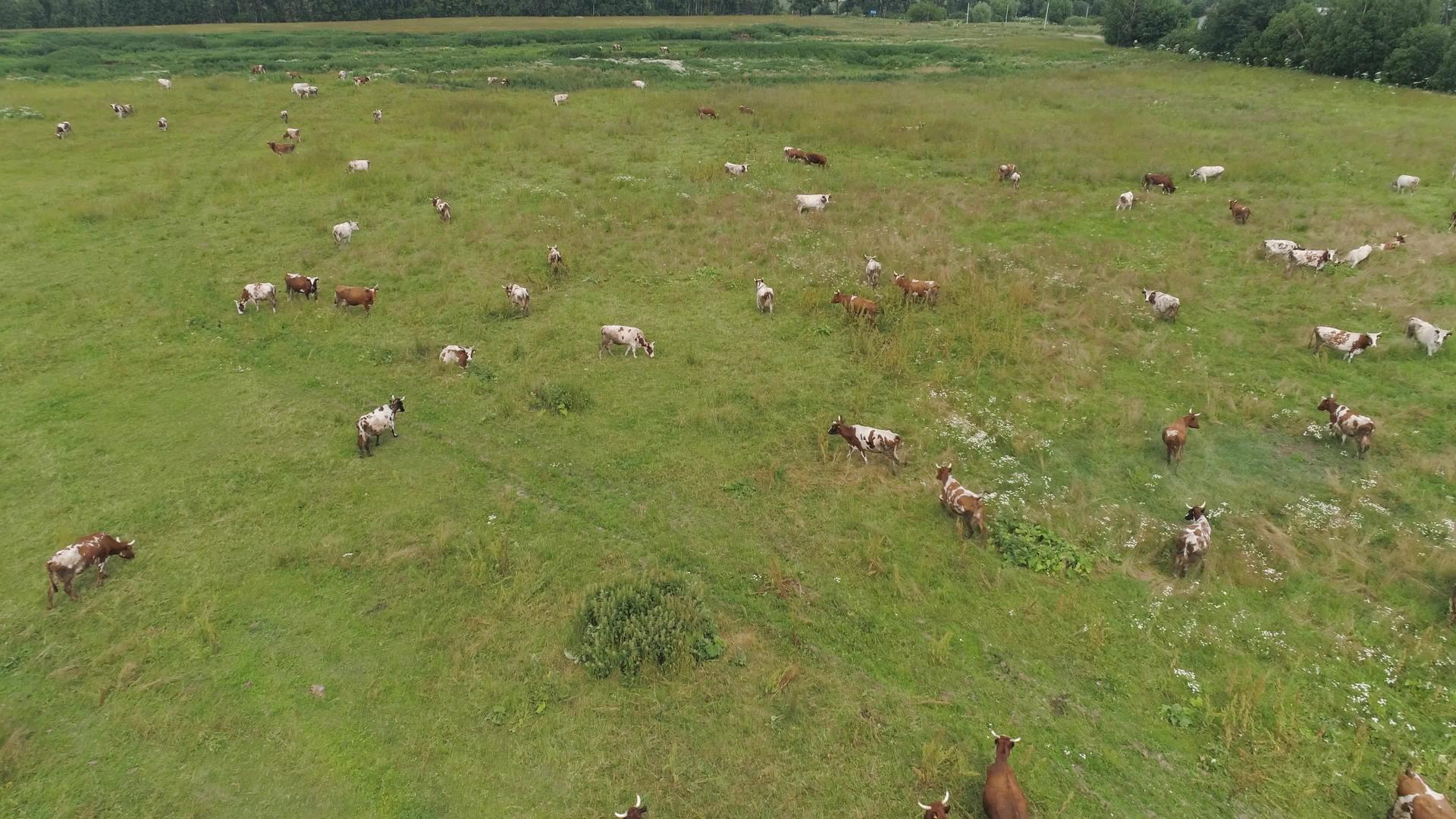 在牧草上放牧的牛视频的预览图