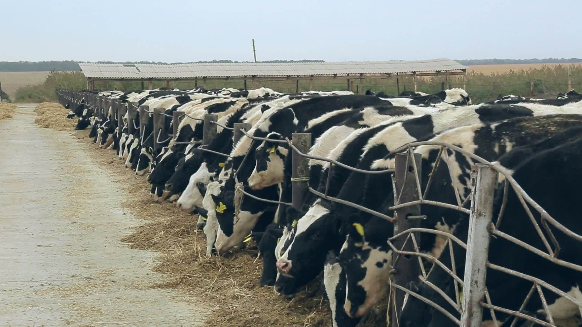 奶牛吃干草的现代农场视频的预览图