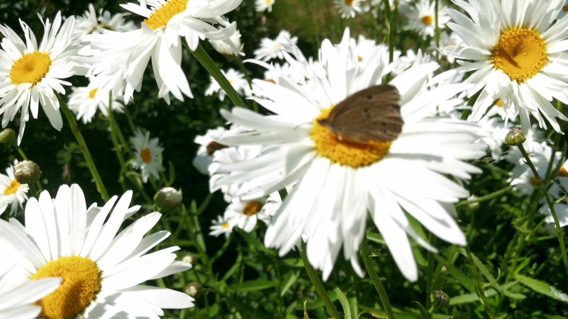 在一个阳光明媚的日子里美丽的田野仙女蝴蝶落在花朵上失去了视频的预览图