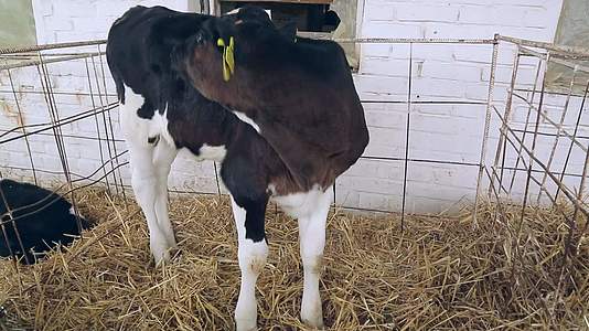 畜牧农场动物乳制品工业乳制品农场谷仓黑牛视频的预览图