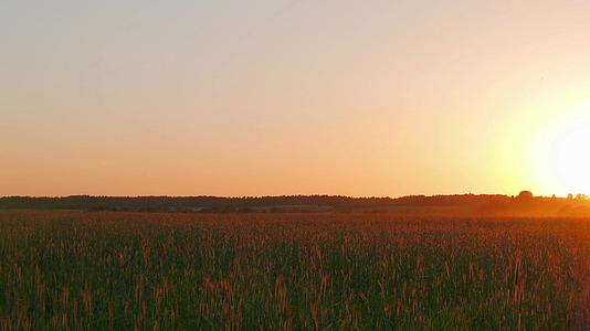 田野上的日落全景视频的预览图
