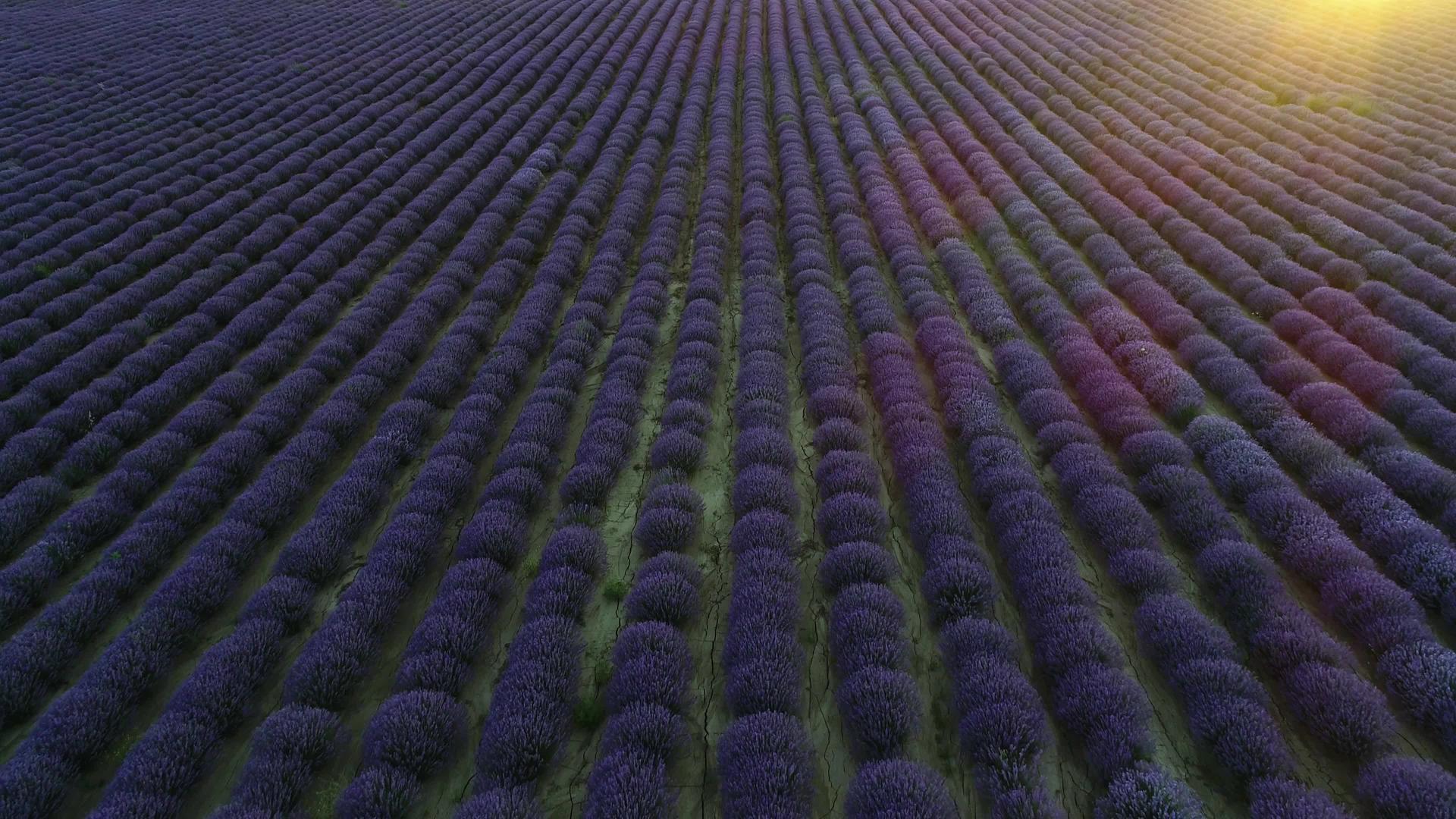 夏天在梅西莫里的薰衣草田视频的预览图