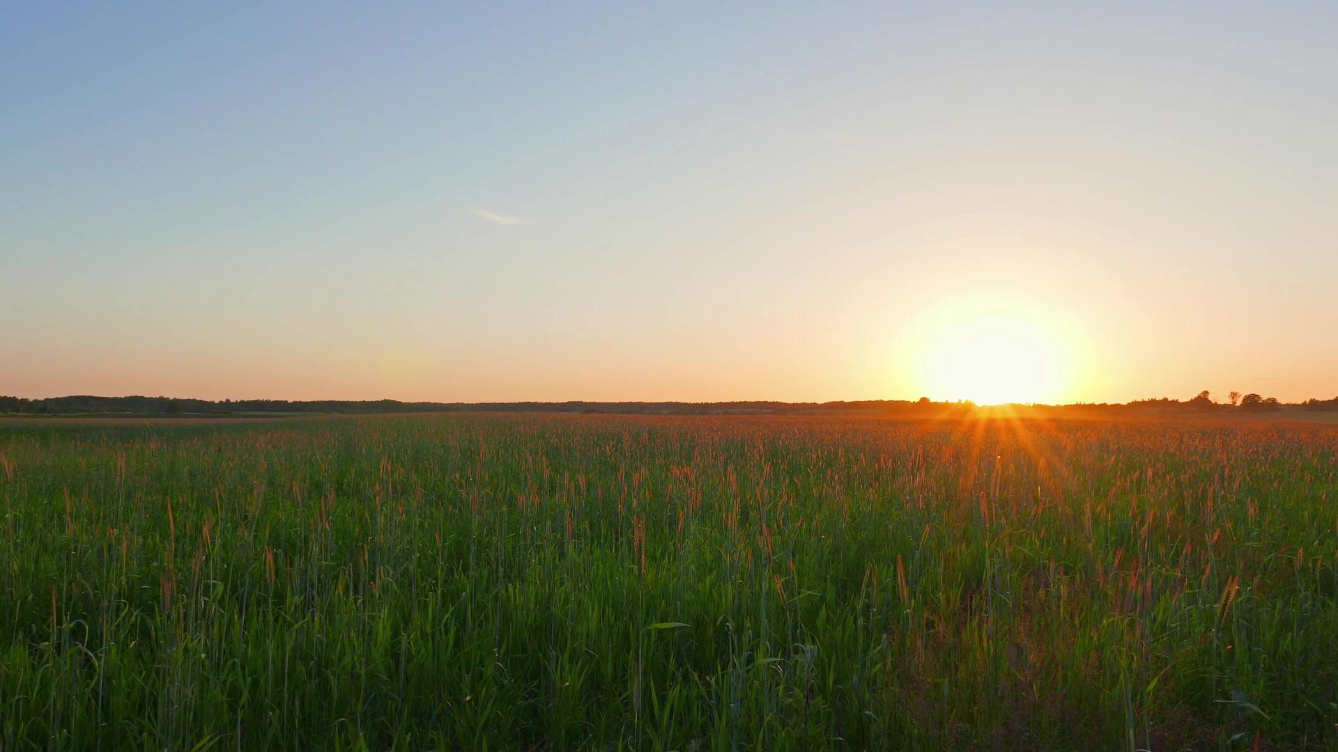 田野上的日落全景视频的预览图