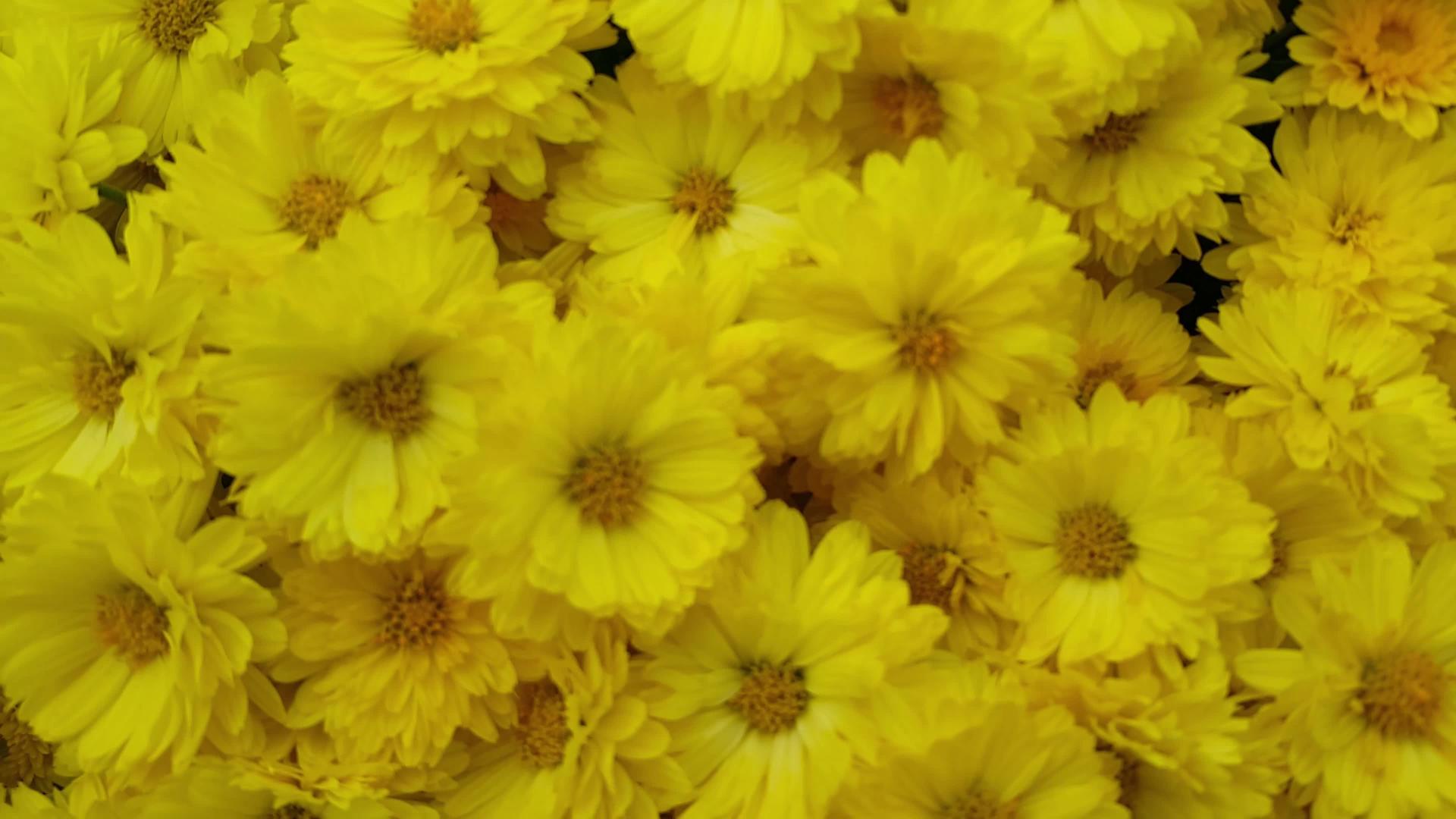 美丽的黄色花朵以绿叶为背景视频的预览图