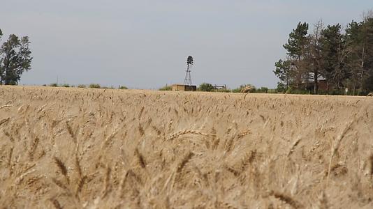 种植小麦的农场视频的预览图