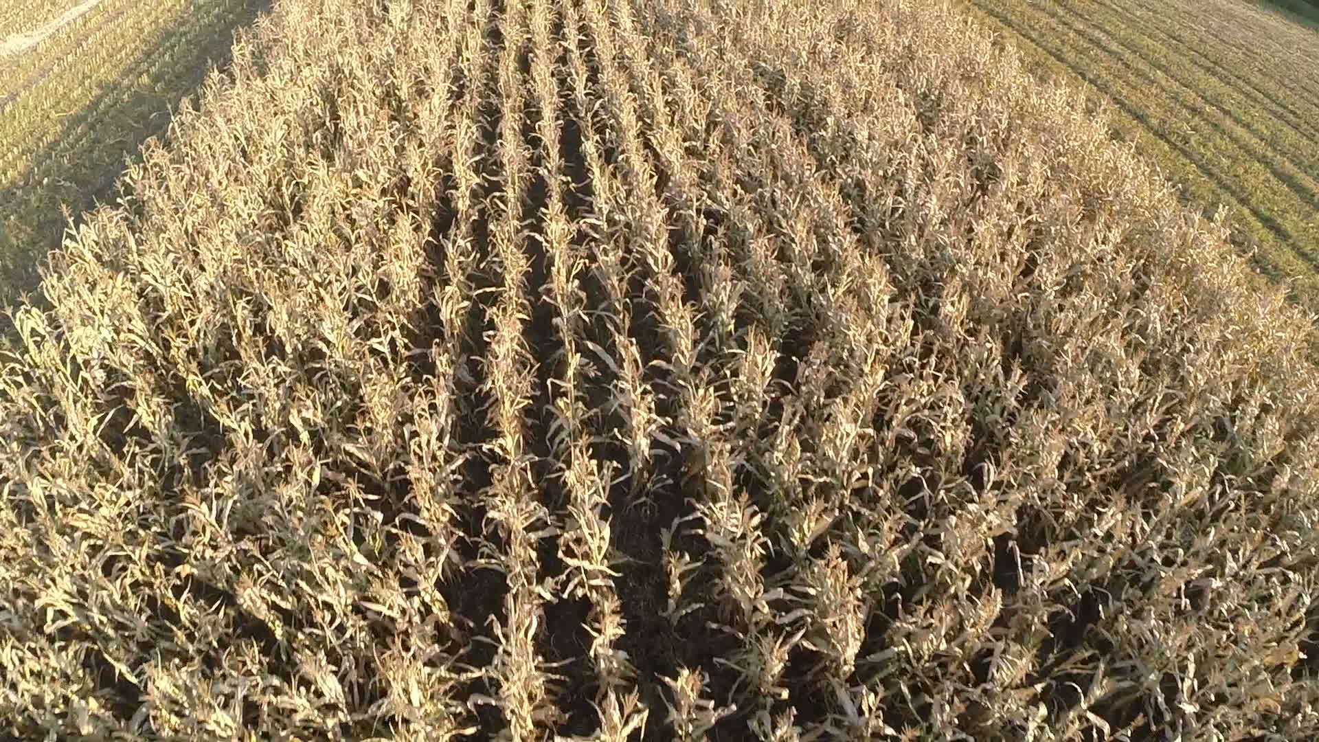 飞越农业小麦田视频的预览图