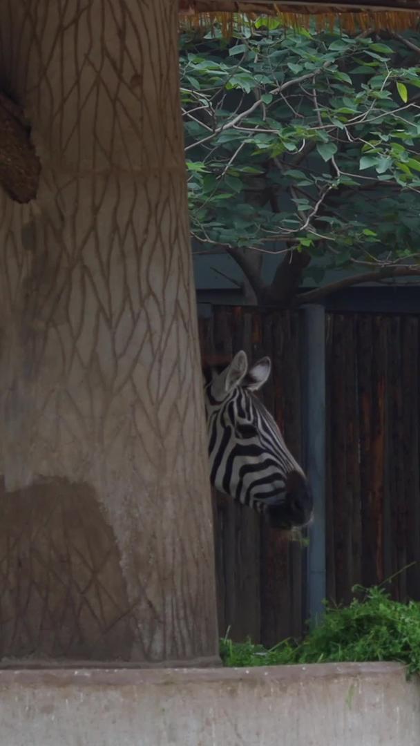 可爱的非洲斑马实拍视频的预览图