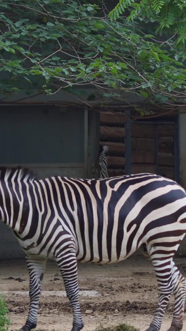 可爱的非洲斑马实拍视频的预览图