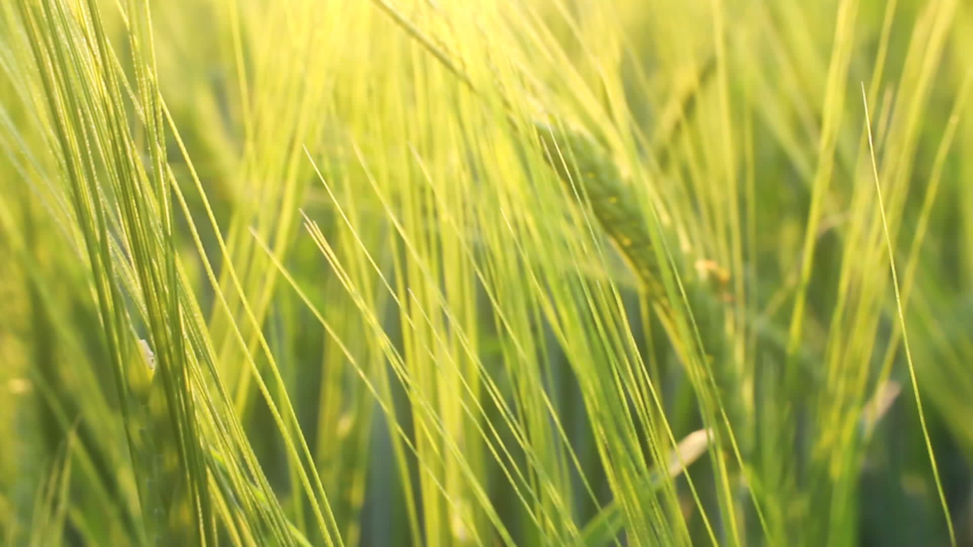 大麦田草地视频的预览图