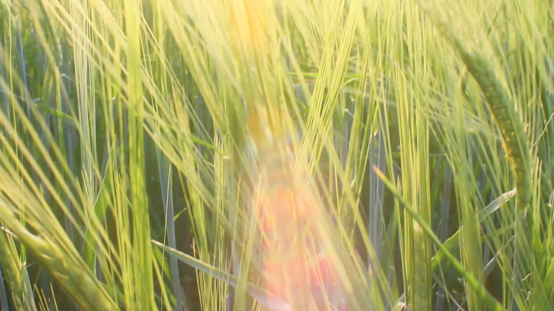 大麦田草地视频的预览图