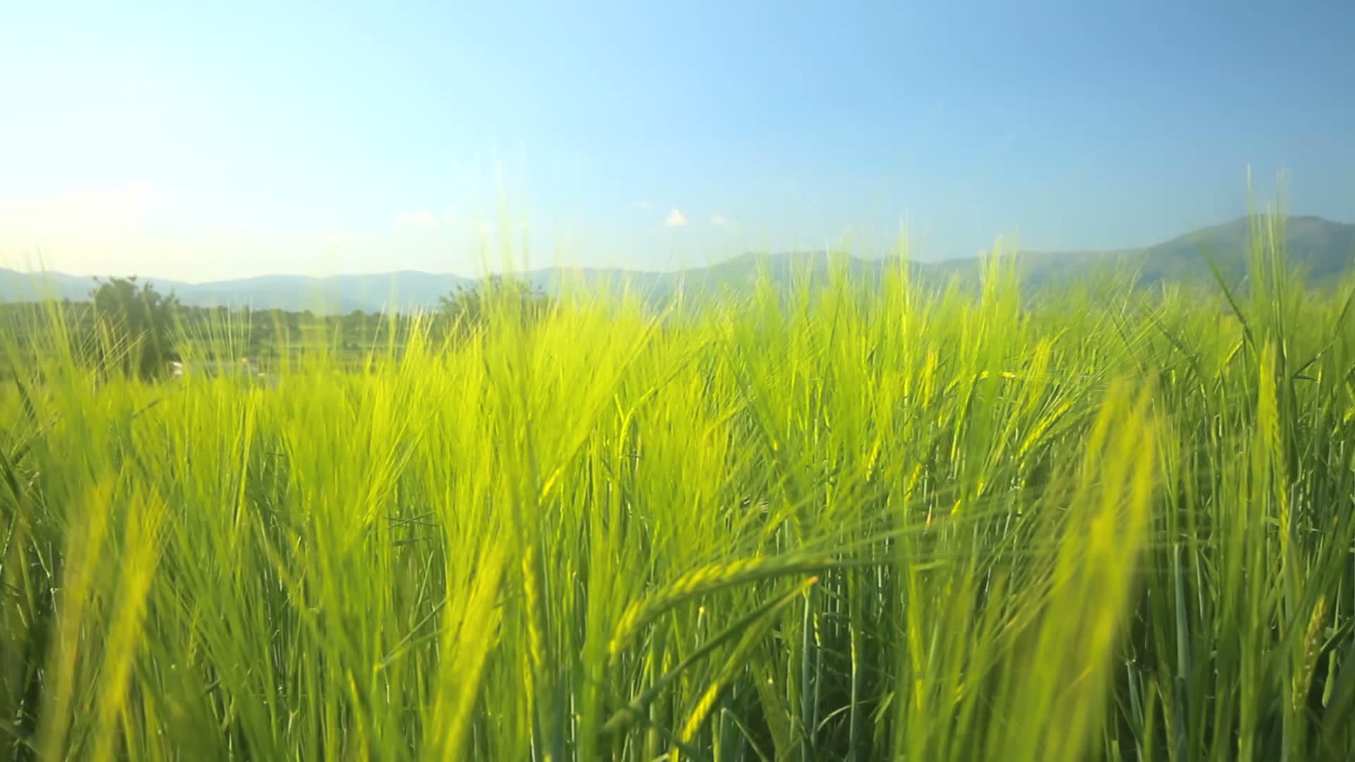 草地上的大麦视频的预览图