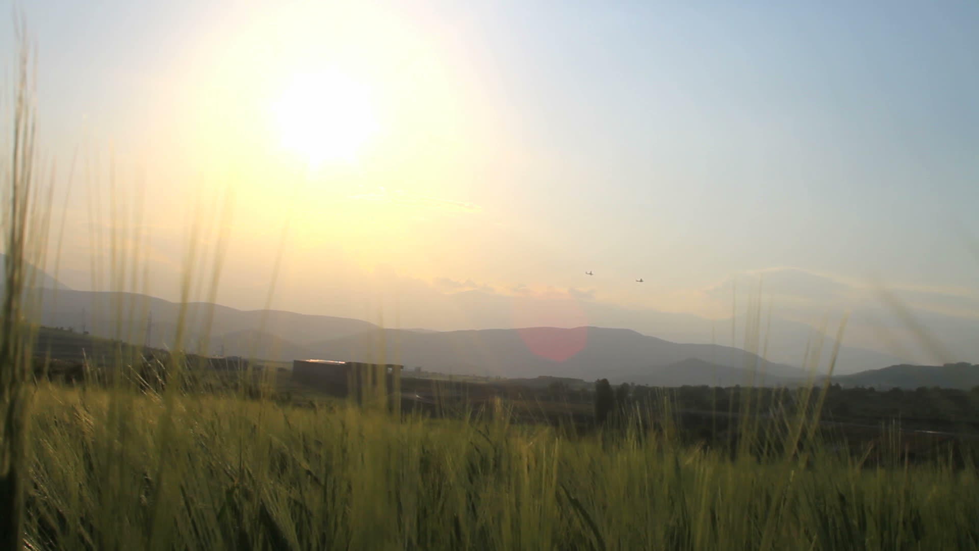 草地上的大麦视频的预览图