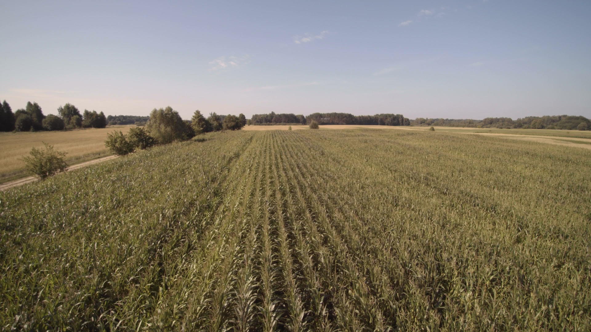 无人驾驶飞机飞越一个田地播种玉米视频的预览图