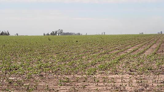 在阿根廷农村种植豆类作物的农场视频的预览图