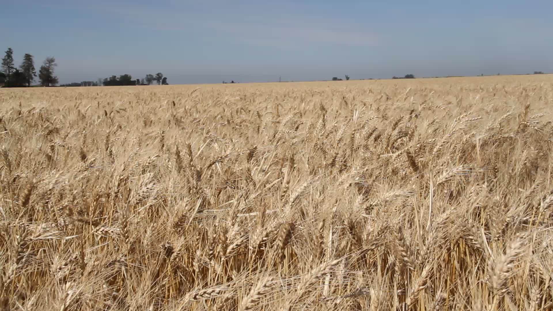 在阿根廷农村种植小麦的农场视频的预览图