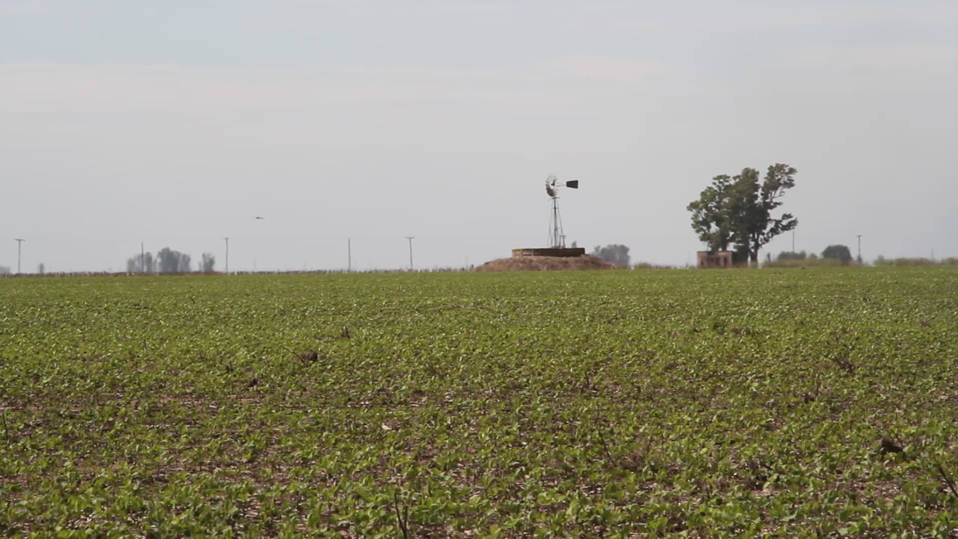 种植豆类作物的农场视频的预览图