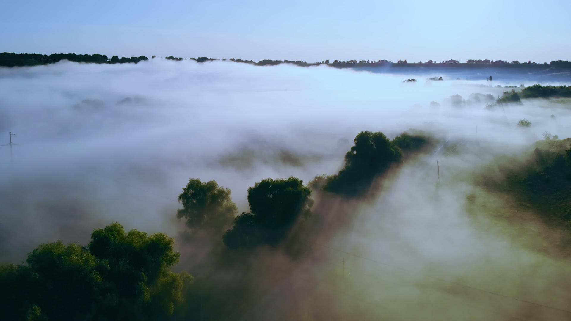 雾中的森林视频的预览图