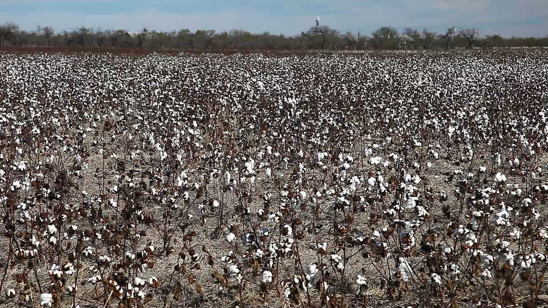棉花植物领域视频的预览图