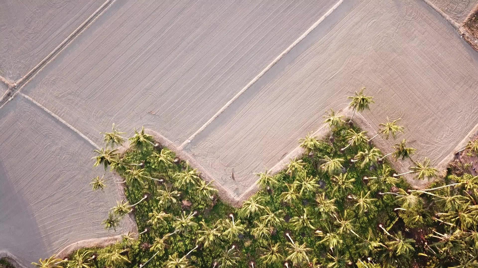 看看干田边的椰子树视频的预览图