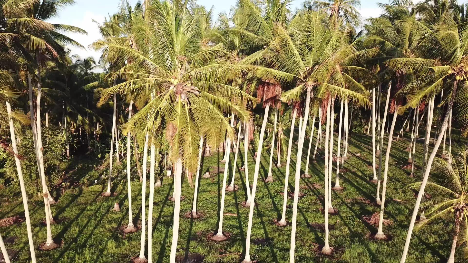 晚上我在空中的椰子种植场地上看到了阴影视频的预览图