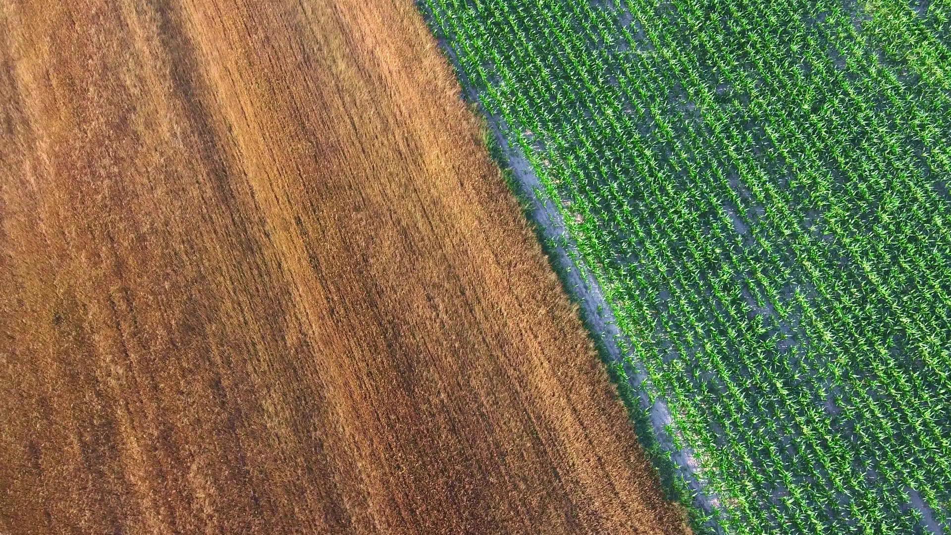 农田作物航拍视频的预览图