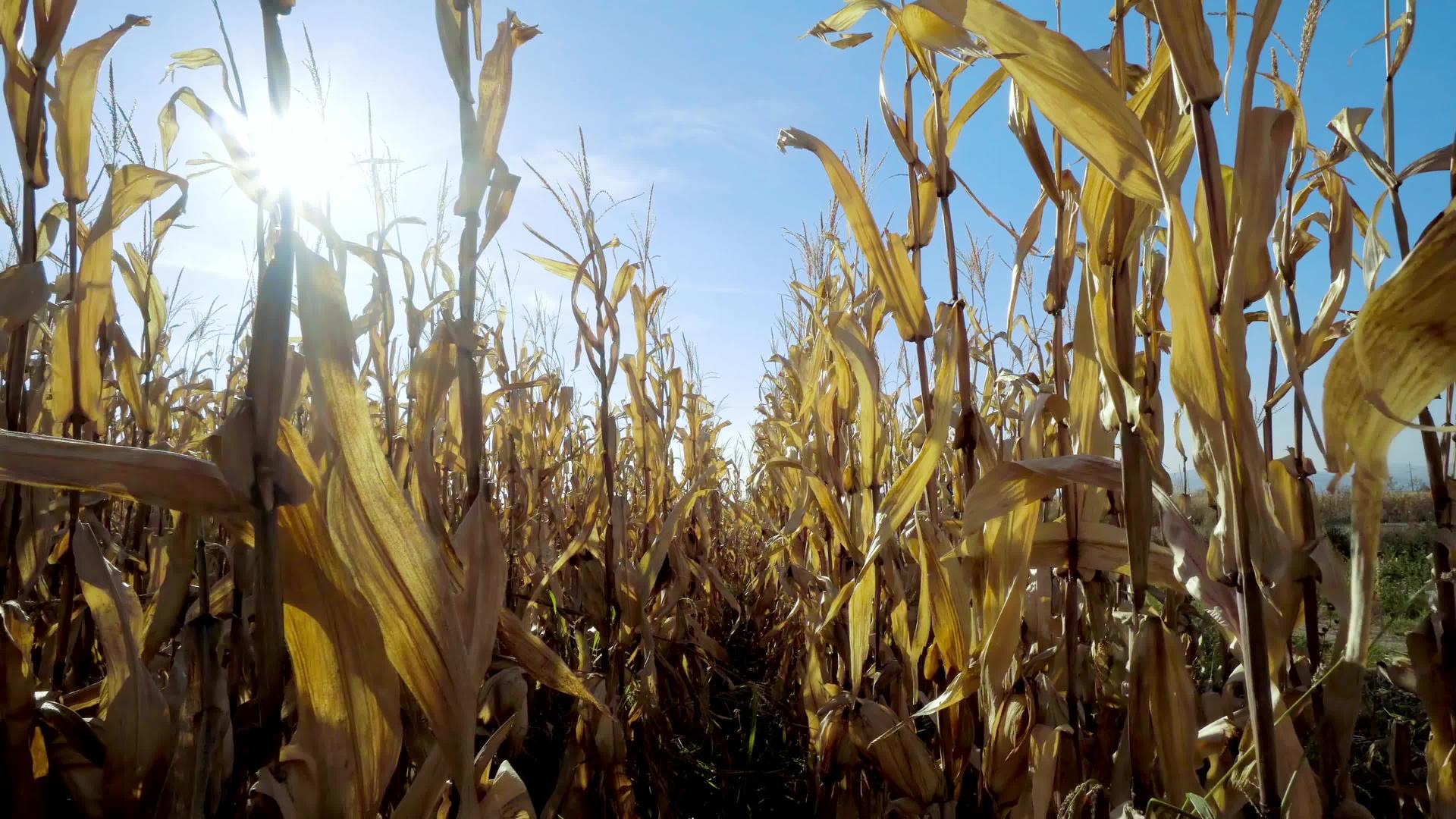 一排排生长在农田里的新鲜玉米视频的预览图