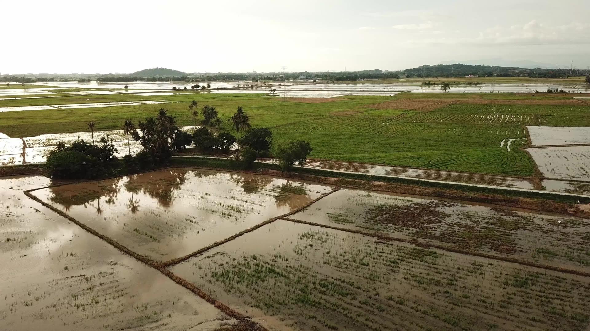 飞越马来西亚绿色稻田视频的预览图