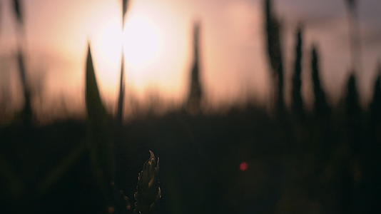 日落时有麦田植物视频的预览图