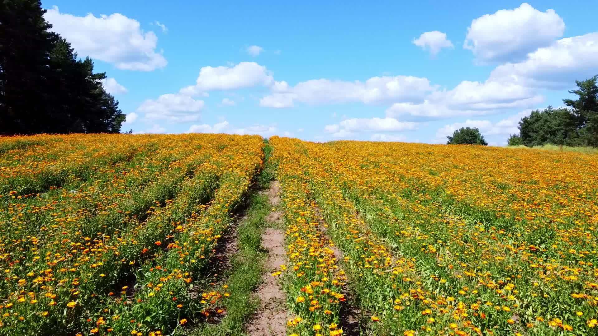 飞越黄色卡伦杜拉明亮的橙色田野视频的预览图