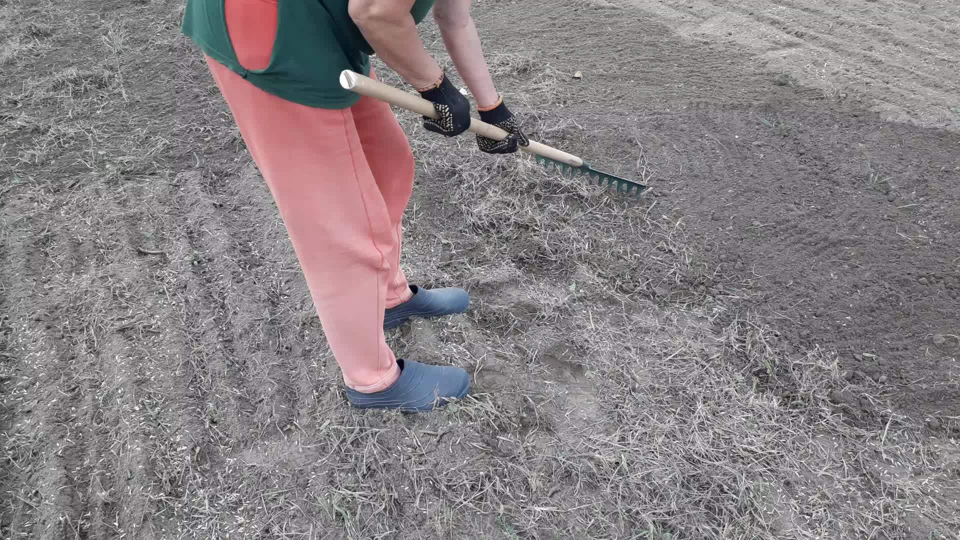 女妇用竹子铲平了菜园视频的预览图