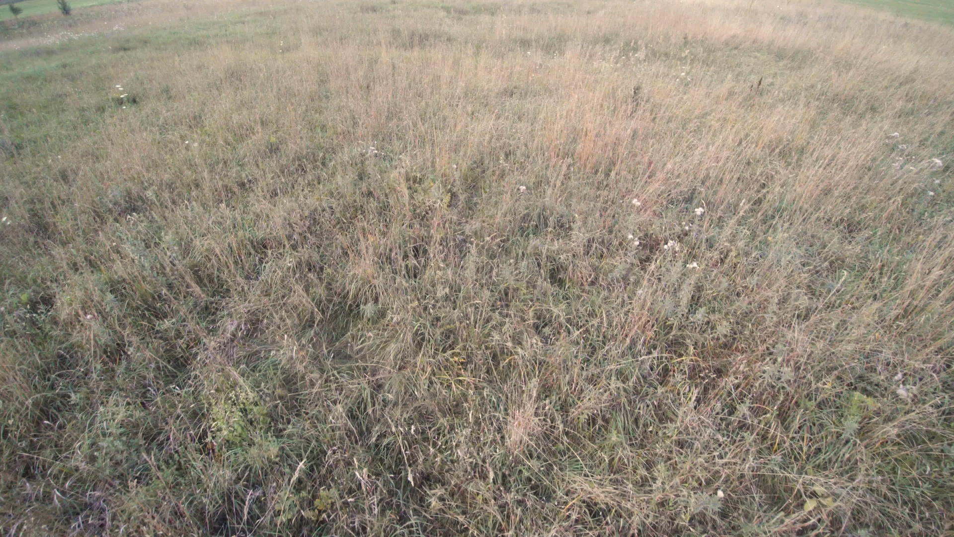 草地生长过度牧场面积过大视频的预览图