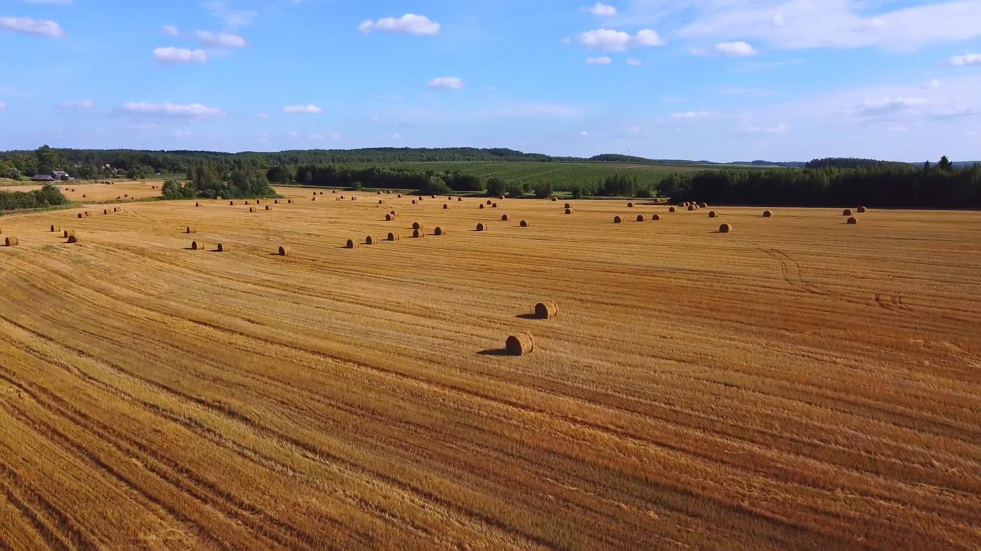 田间小麦的稻草卷面包生产概念在野外飞行视频的预览图