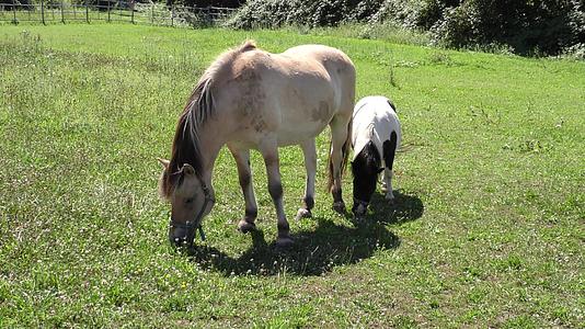 两匹马在草地上放牧视频的预览图