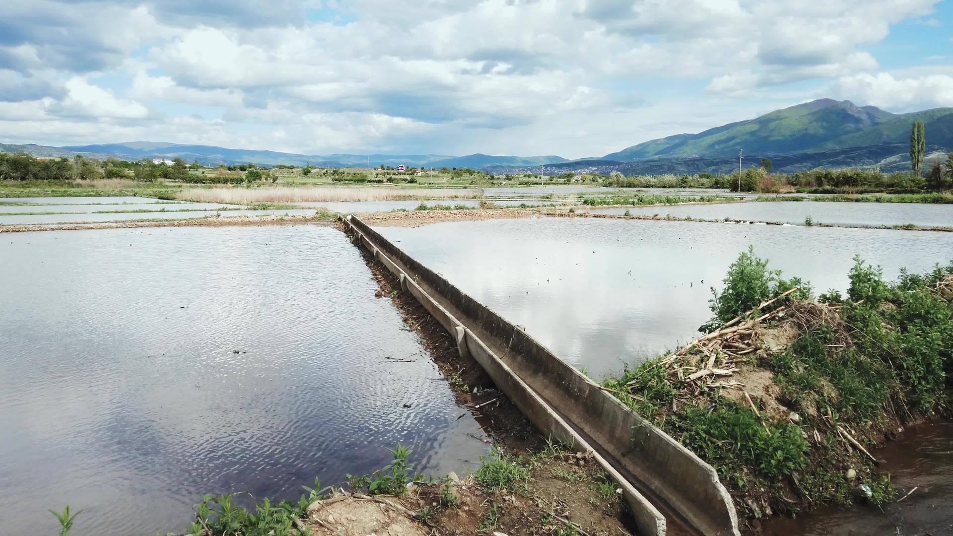 水稻灌溉用水渠视频的预览图