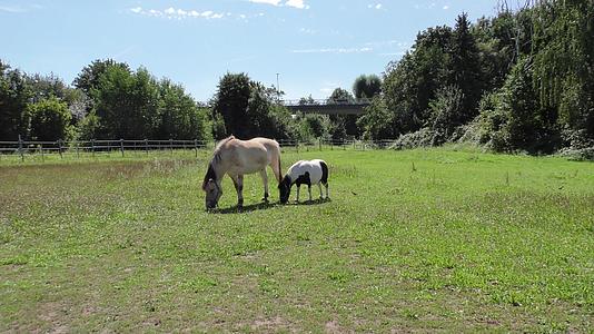 两匹马在草地上放牧视频的预览图