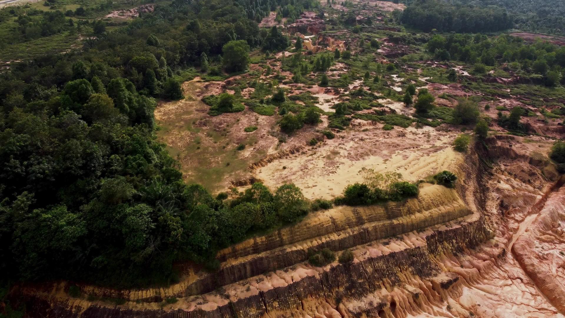 绿树被砍倒后在土地上的黄土中视频的预览图