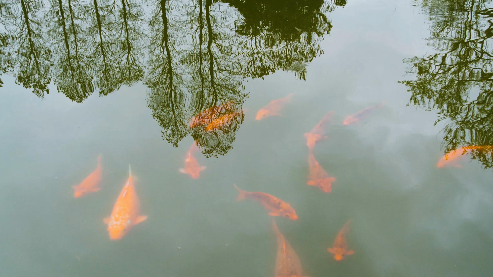 4K锦鲤鱼观赏鱼池塘鱼群视频的预览图