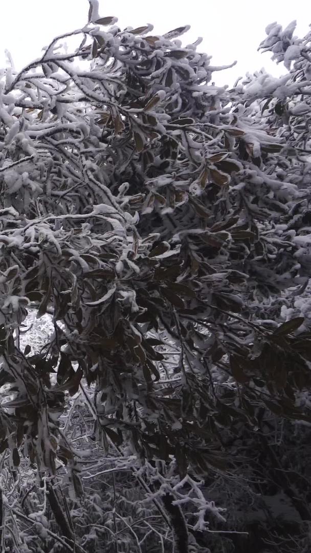 冰雪中雾凇的美景视频的预览图