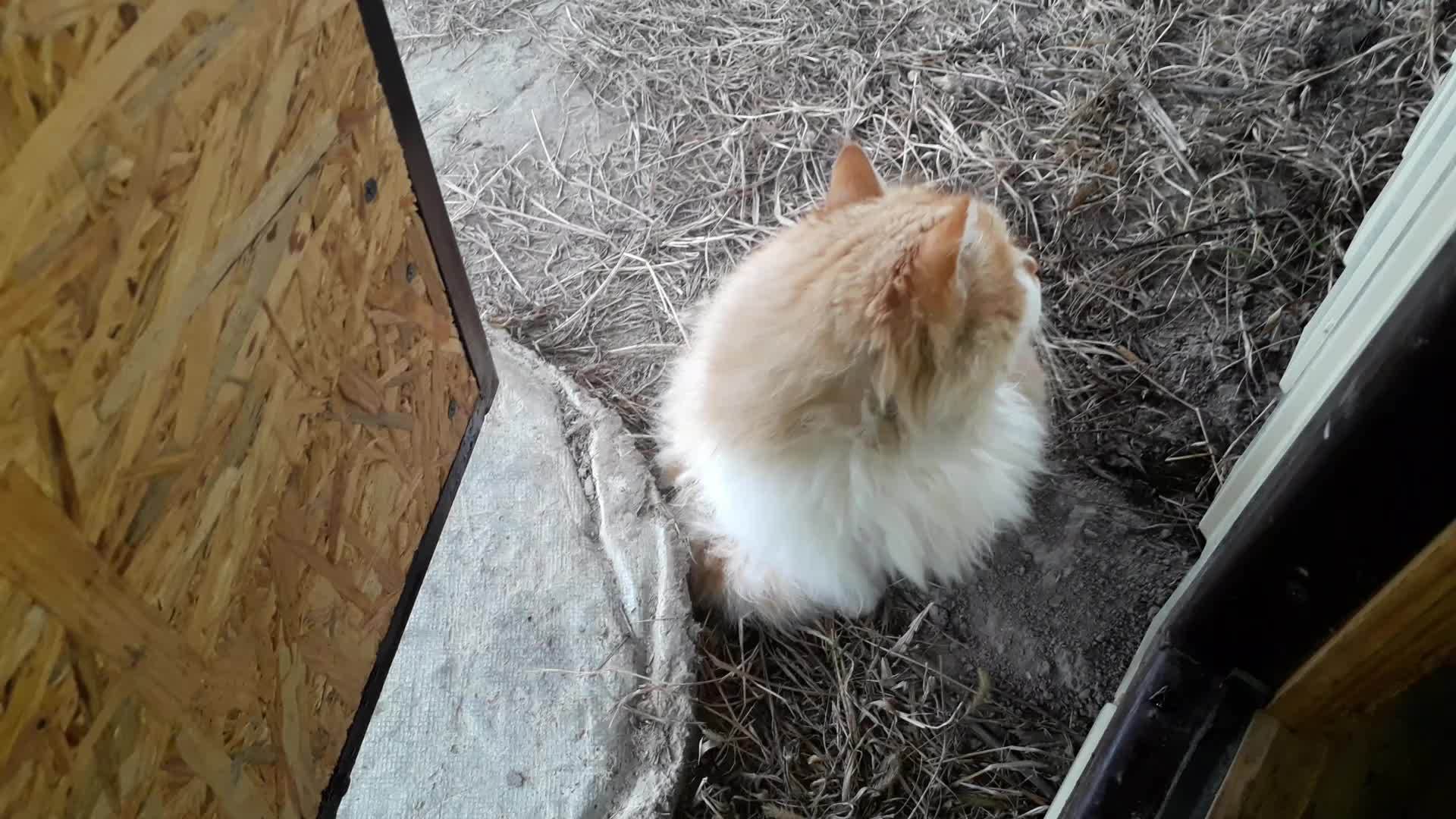 红猫坐在门附近等视频的预览图