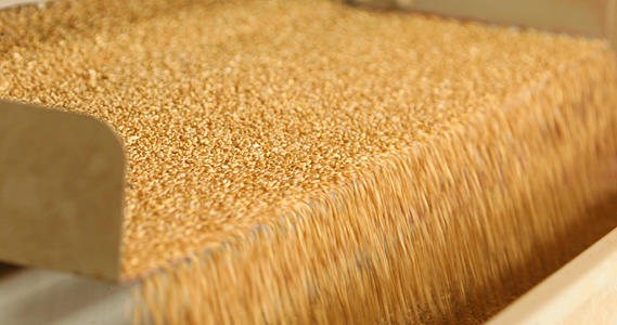 小麦筛选4K超清原始素材视频的预览图