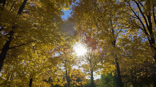 秋天阳光明媚的公园落叶视频的预览图