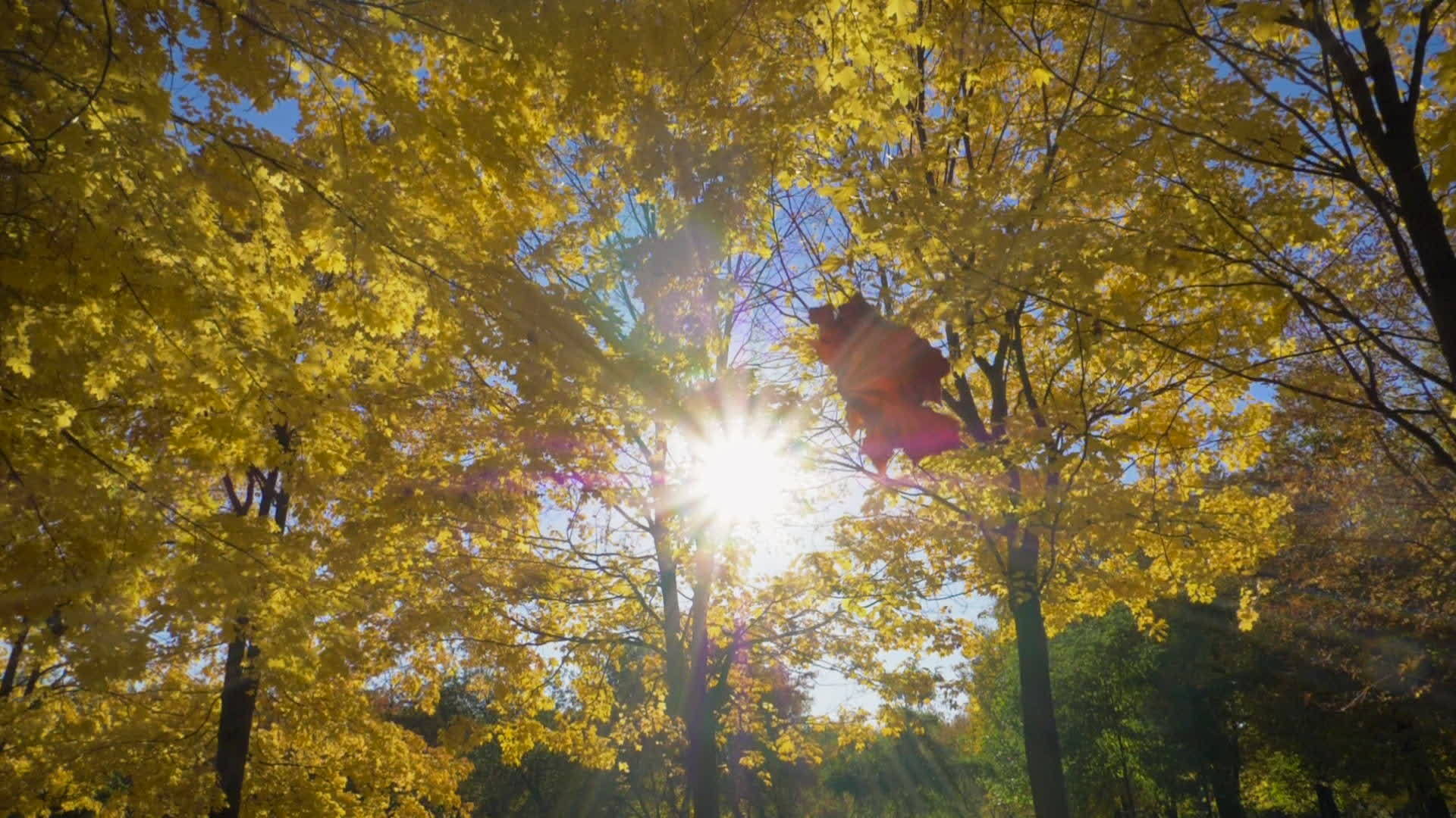 秋天阳光明媚的公园视频的预览图
