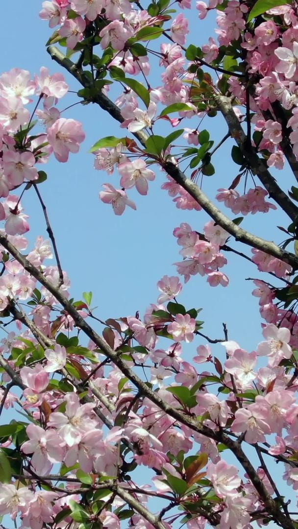樱花移动镜头视频的预览图